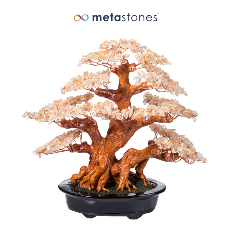 黄水晶树 （大）